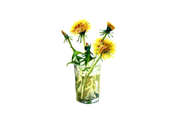 Sketch Drawing Dandelions. Graphic Illustrations By kakva