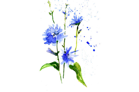 Watercolor Sketch Drawing Blue Chicory Graphic Illustrations By kakva
