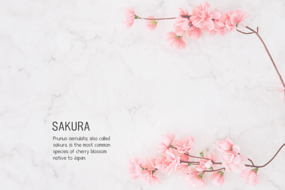 Asake Font - Preview 3