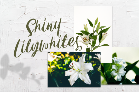 Carily Font - Preview 1