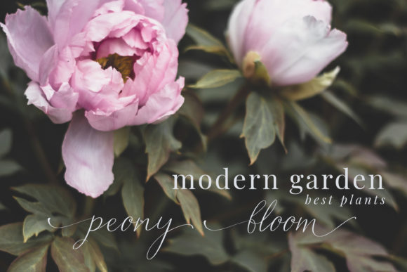 Carnelian Antique Font - Preview 6