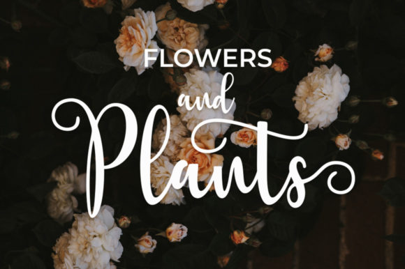 Berlin Script Font - Preview 6