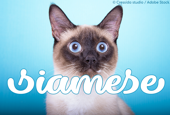 Dillon the Cat Font - Preview 1
