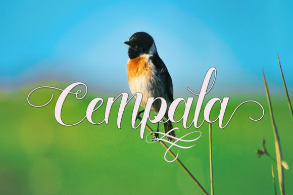 Capacity Font - Preview 1