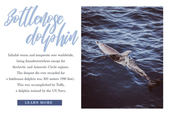 Independent Font PNG with transparent background - Preview 4