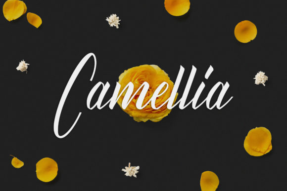 Dalechampia Font PNG with transparent background - Preview 5
