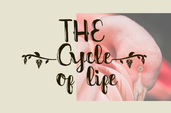 Bine Font PNG with transparent background - Preview 2