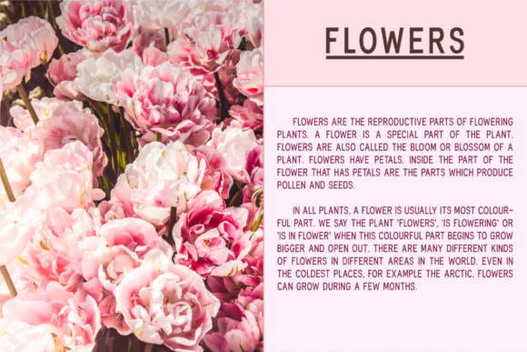 Fonthana Font - Preview 1