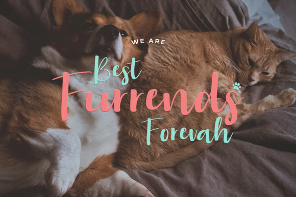 Aloha Miaw Font - Preview 1