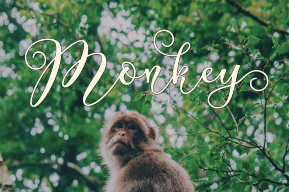 Carolina Font - Preview 2
