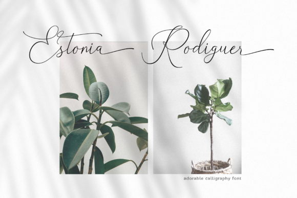 Belinda Carolyne Font - Preview 4