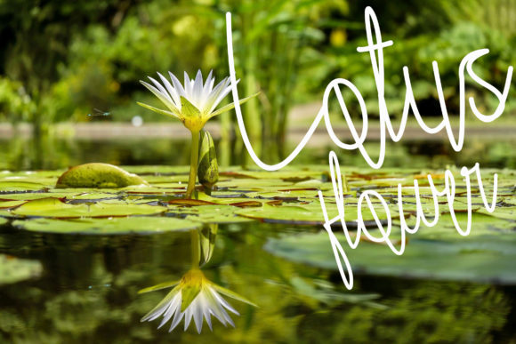 Moreen Font PNG with transparent background - Preview 3