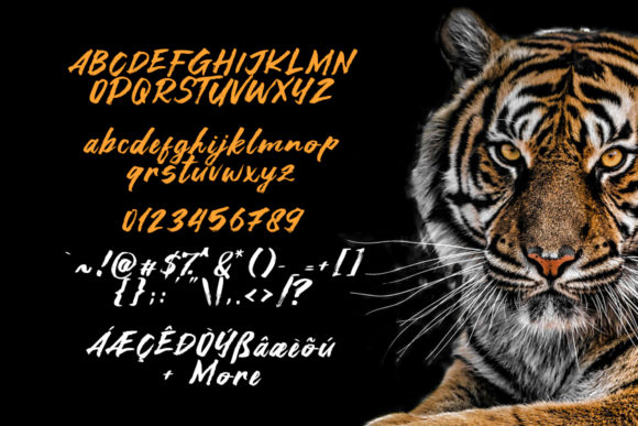Asia Tiger Font - Preview 4