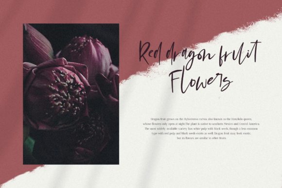 Mondela Font PNG with transparent background - Preview 3