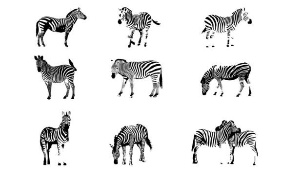Bundles Zebra Animal Zoo Graphic Crafts By vikshangat