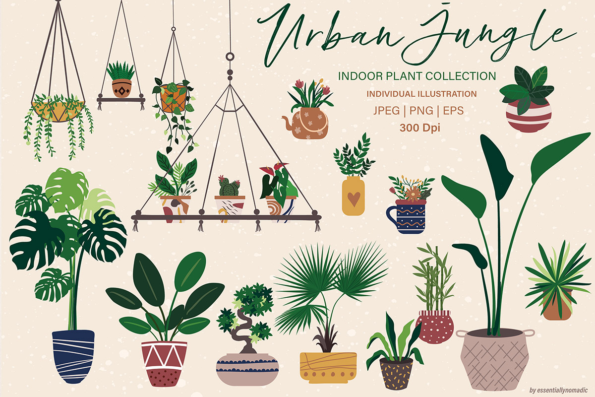 monstera thai constellation variegata Monstera deliciosa 'Thai Constellation'