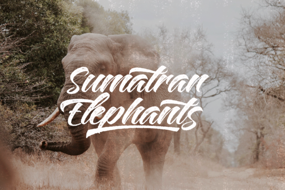 Plants  Font PNG with transparent background - Preview 5