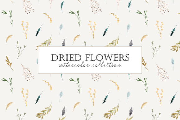 Dried Flowers. Watercolor Collection Graphic Crafts By Slastick