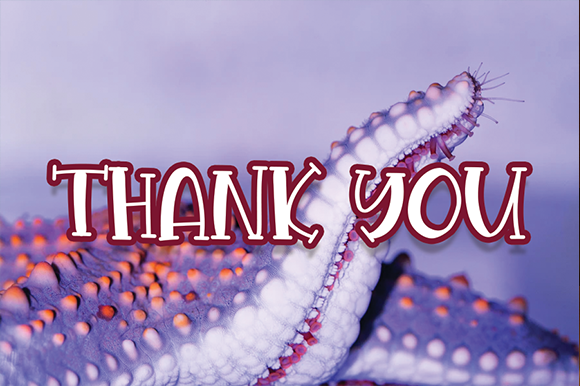 Shells and Starfish Font PNG with transparent background - Preview 4
