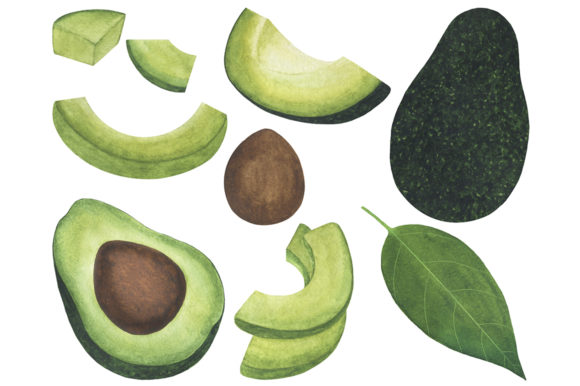 Set Avocado Watercolor Food Illustration