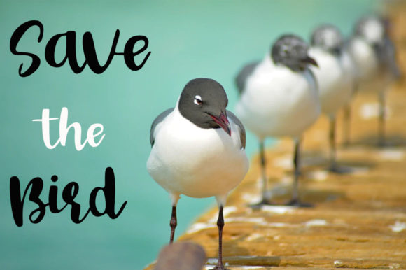 Bird Day Font - Preview 3