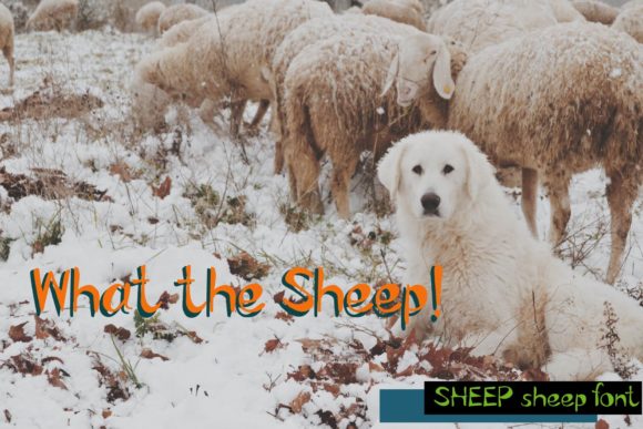 Sheep Sheep Font PNG with transparent background - Preview 3