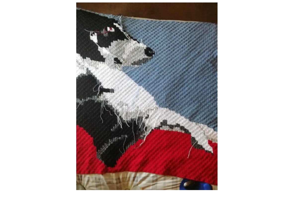 Jack Russel 2