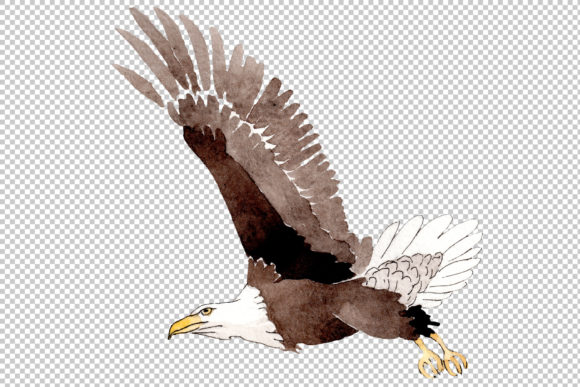 American Bald Eagle Watercolor&nbsp;&nbsp; Graphic Illustrations By MyStocks