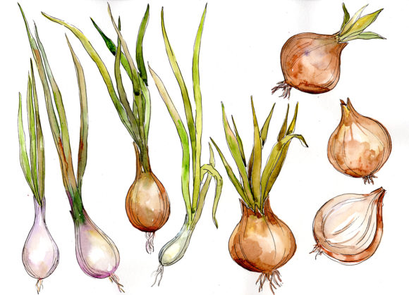 Onion Vegetables Watercolor Set Grafica Illustrazioni Stampabili Di MyStocks