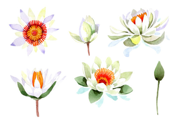 White Lotus Flower Watercolor&nbsp;&nbsp; Graphic Illustrations By MyStocks