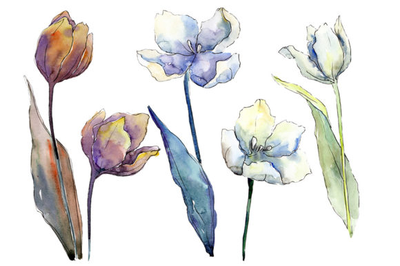 White Tulips Watercolor Flower Set Grafik Druckbare Illustrationen Von MyStocks