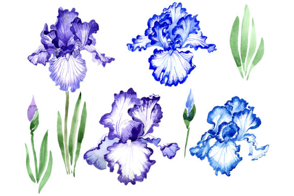 Iris Bearded Blue Watercolor Grafika Ilustracje do Druku Przez MyStocks