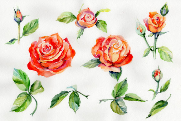 Light Red Rose Watercolor Flower Set Graphic Illustrations By MyStocks