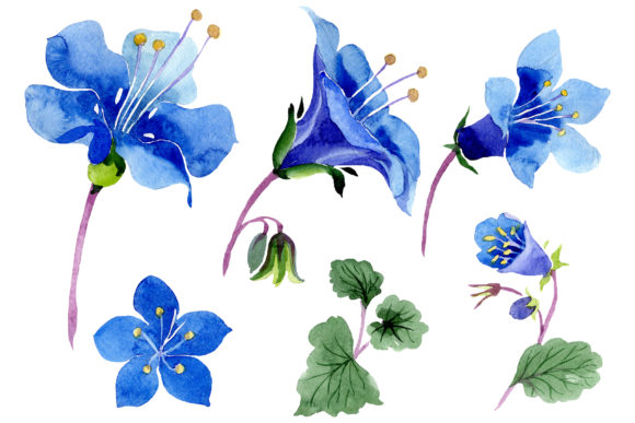 Phacelia Bellflower Blue Flower Watercolor Grafik Druckbare Illustrationen Von MyStocks
