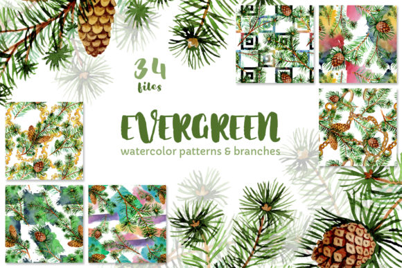 Evergreen with Buds Watercolor Graphic Illustrations By MyStocks