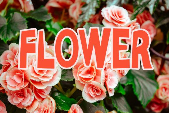 Lady Rose Font PNG with transparent background - Preview 4