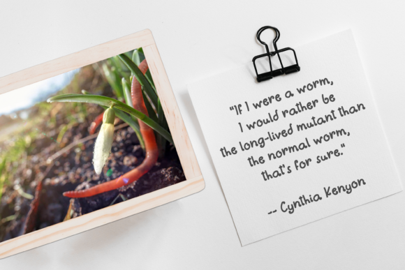 Earthworms Font - Preview 3