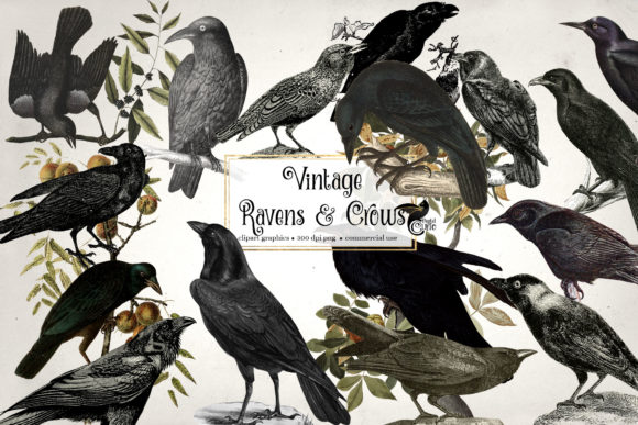 Vintage Ravens and Crows Clipart Graphic Illustrations By Digital Curio