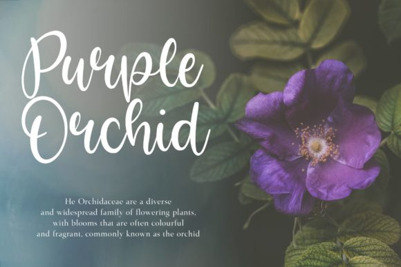 Bright Violet Font - Preview 1