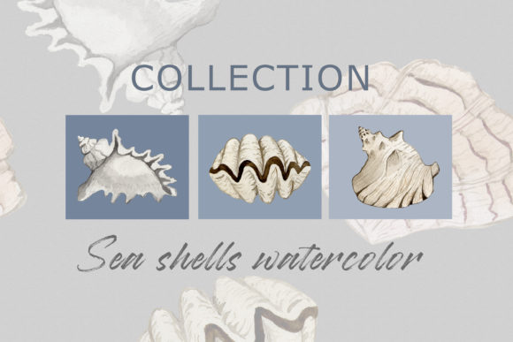 Watercolor Set of Sea Shells PNG Graphic Illustrations By Julia Bogdan