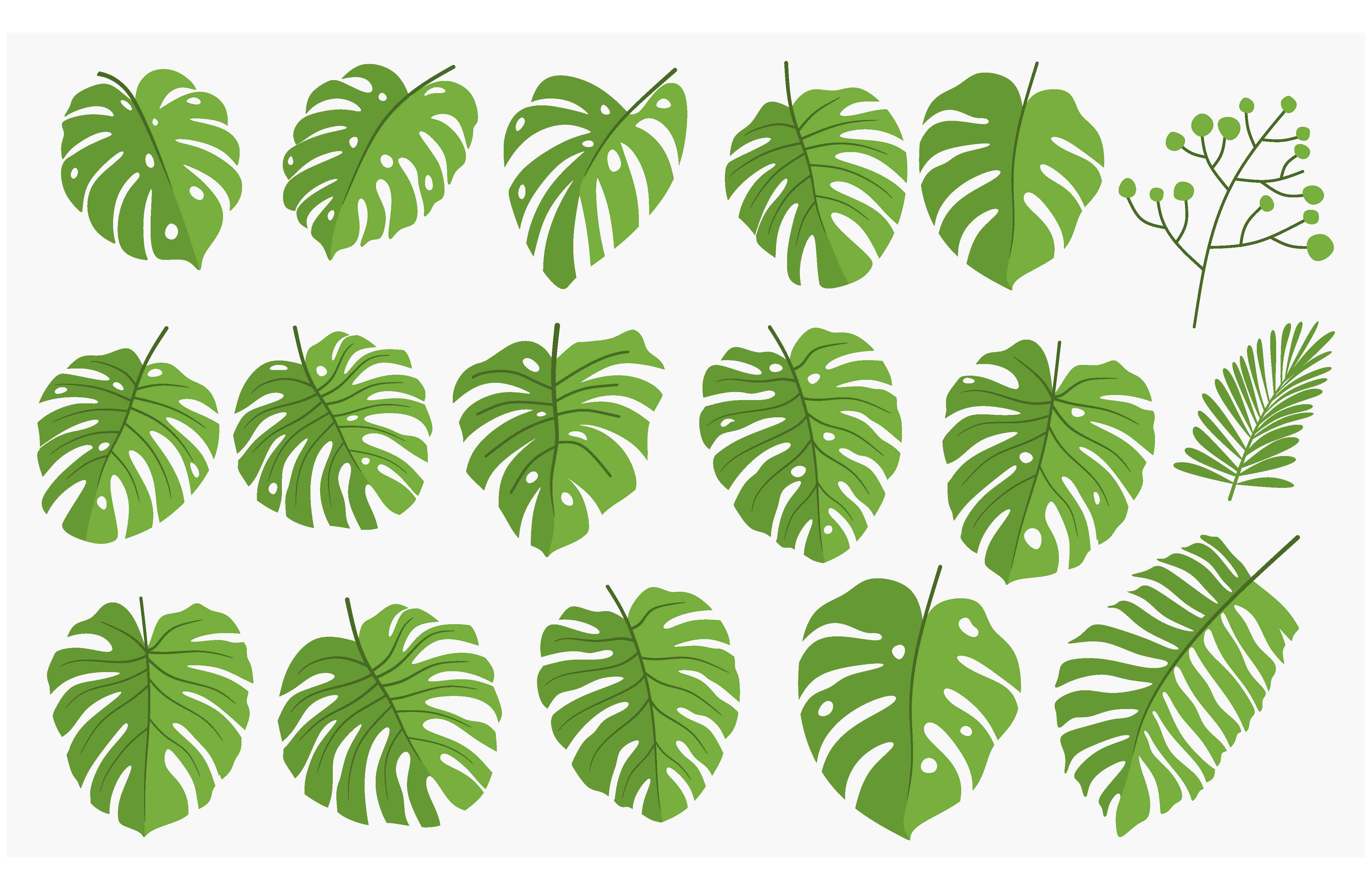 Set of Green Monstera Graphic by etinurhayati0586  Creative Fabrica