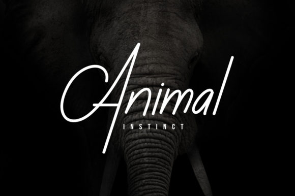 Rusa Hitam Font PNG with transparent background - Preview 1