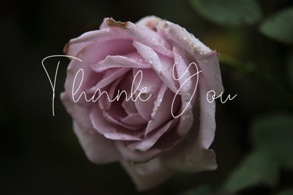 Ogardy Signature Font PNG with transparent background - Preview 6