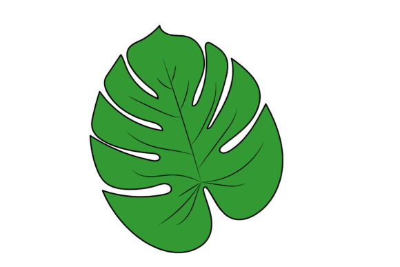 Monstera Leaf Illustration Graphic by studioosiria  Creative Fabrica