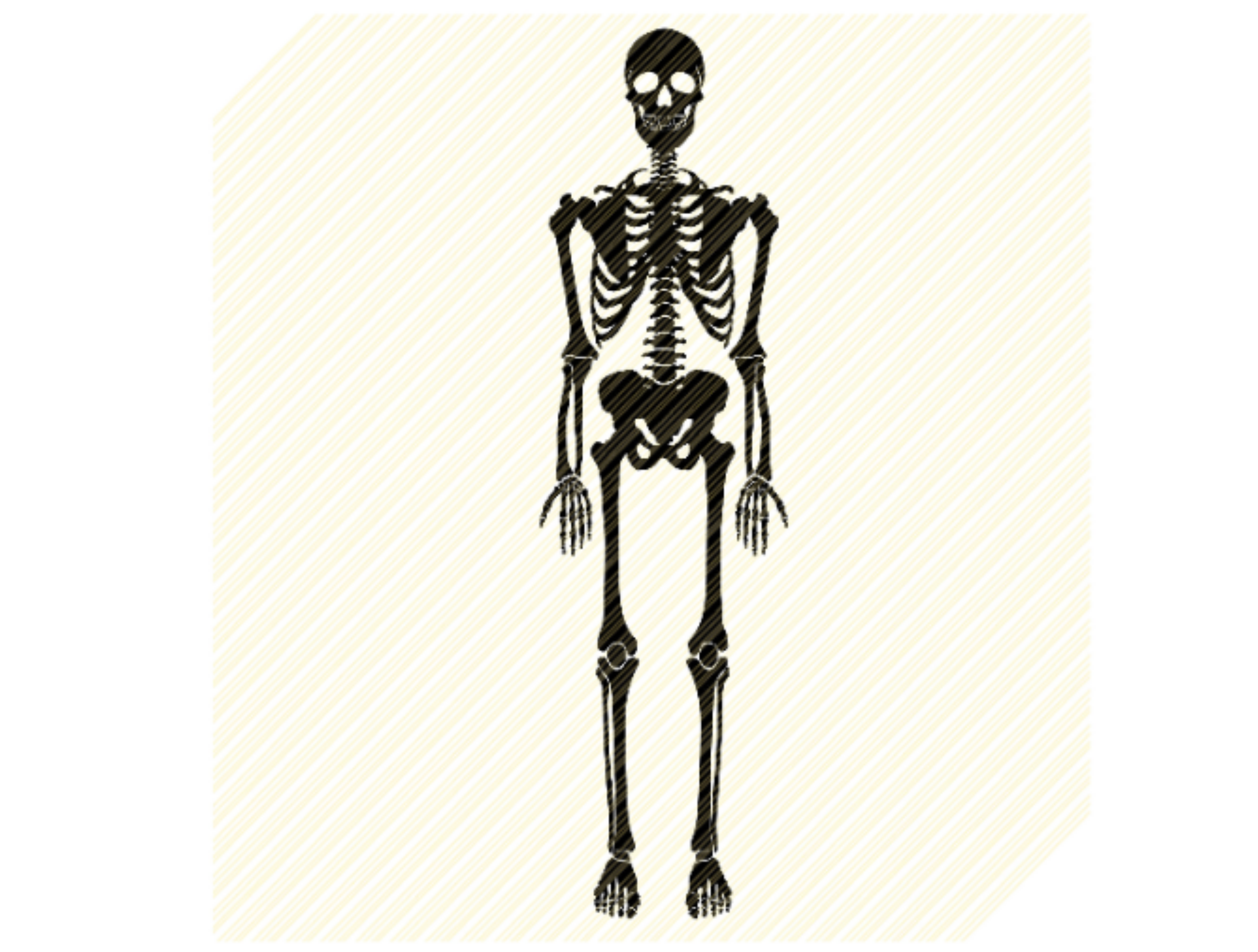 Skeleton Bitmap Human Skeleton Graphic Graphic by SVGPlaceDesign · Creative Fabrica