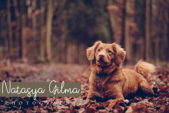 Avrilya Font - Preview 3