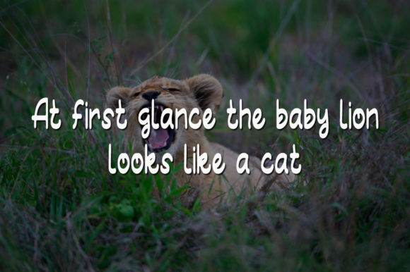 Baby Lion Font - Preview 2
