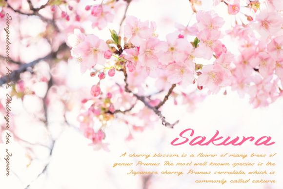 Nitecity Font PNG with transparent background - Preview 4