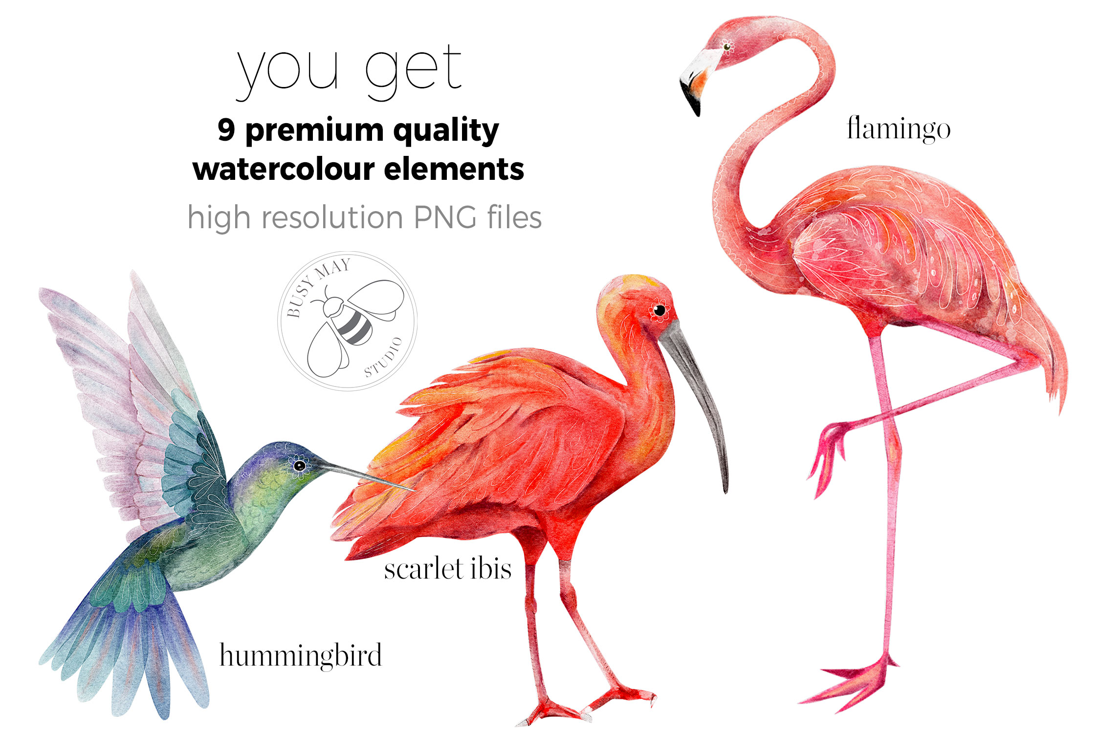 Watercolor Exotic Birds Tropical PNG - photo 4
