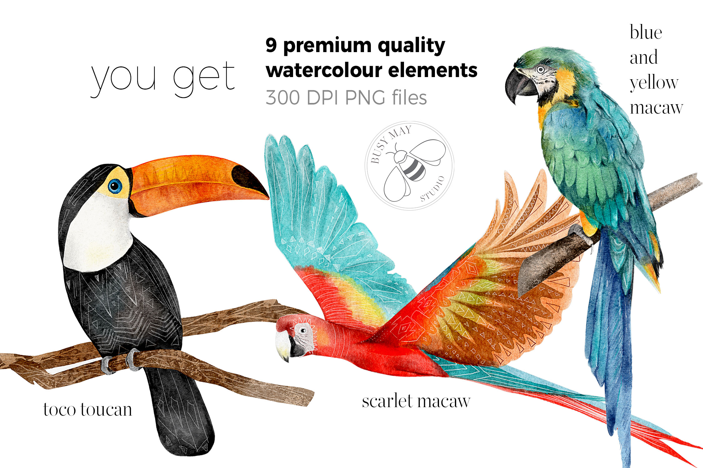 Watercolor Exotic Birds Tropical PNG - photo 5